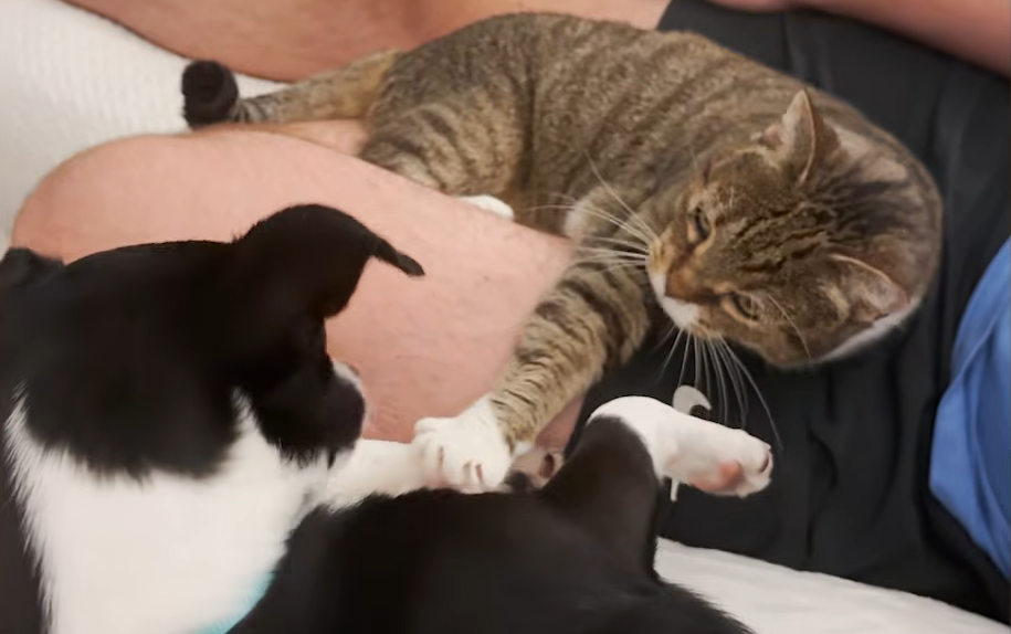 Territorial Only-Child Cat Falls Head Over Paws for Needy New Dog Sister