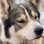 Lone Husky's Stunning Survival Next to Destroyed Tank Ignites Ukraine Rescue Mission