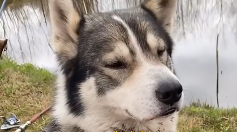Lone Husky's Stunning Survival Next to Destroyed Tank Ignites Ukraine Rescue Mission