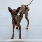 From Skeletal Stray to Fluffy Miracle: Sena's Rescue Story Melts Hearts Worldwide