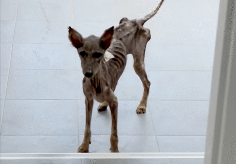 From Skeletal Stray to Fluffy Miracle: Sena's Rescue Story Melts Hearts Worldwide