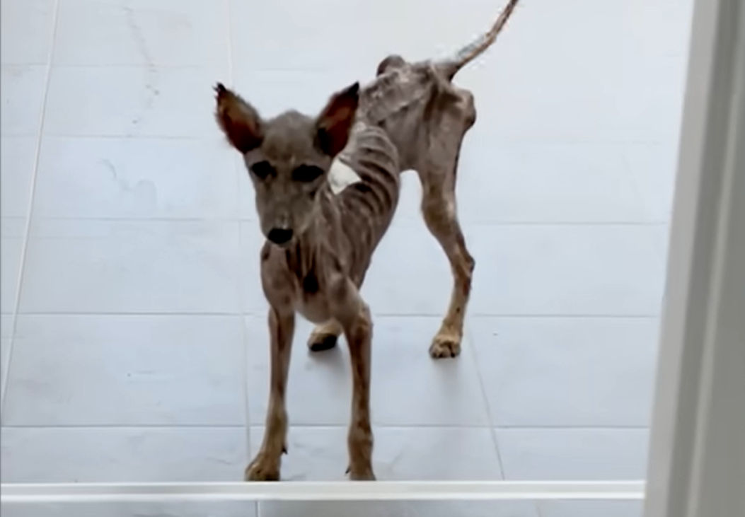 From Skeletal Stray to Fluffy Miracle: Sena's Rescue Story Melts Hearts Worldwide