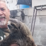 Sloth Savior's Relentless Rescues from Power Lines to Rooftops Captivate Town