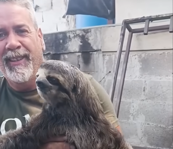 Sloth Savior's Relentless Rescues from Power Lines to Rooftops Captivate Town