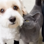 Stray Cat's Persistent Walks with Neighborhood Dog Ignite Massive Feral Cat Rescue
