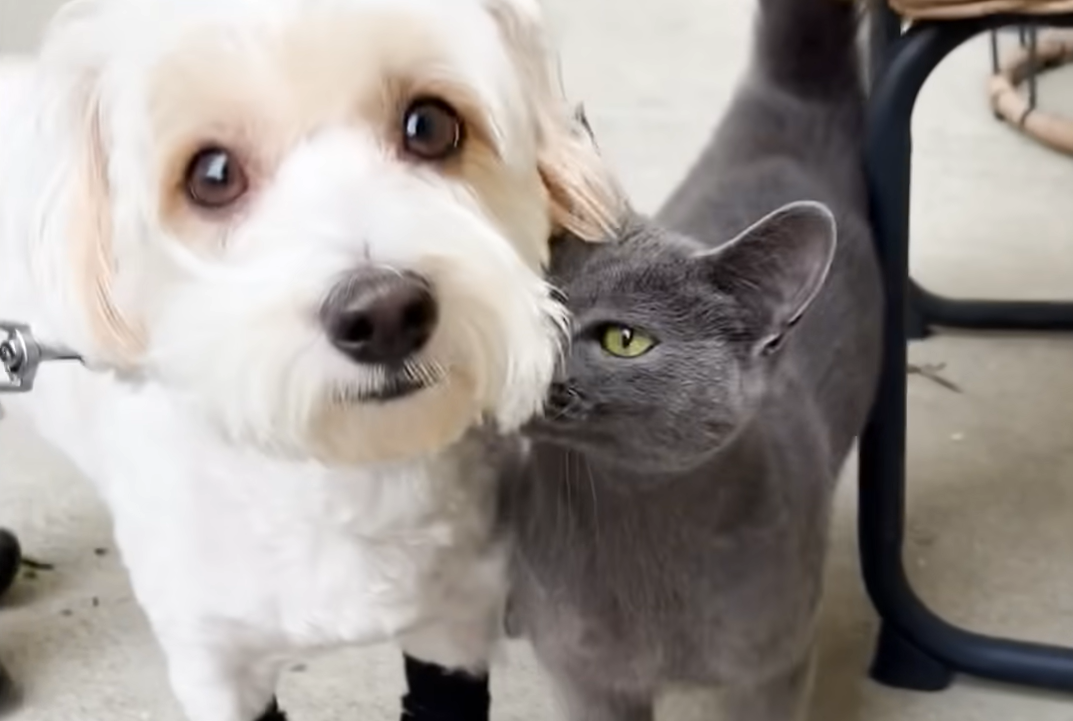 Stray Cat's Persistent Walks with Neighborhood Dog Ignite Massive Feral Cat Rescue