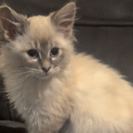 Tiny Kitten Brix Launches Epic Charm Offensive on Dramatic Dog Beaker