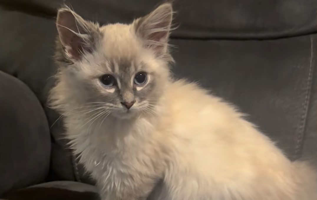 Tiny Kitten Brix Launches Epic Charm Offensive on Dramatic Dog Beaker