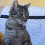 Bernie the Cat's Secret Escapades Revealed: GPS Tracker Exposes His Double Life