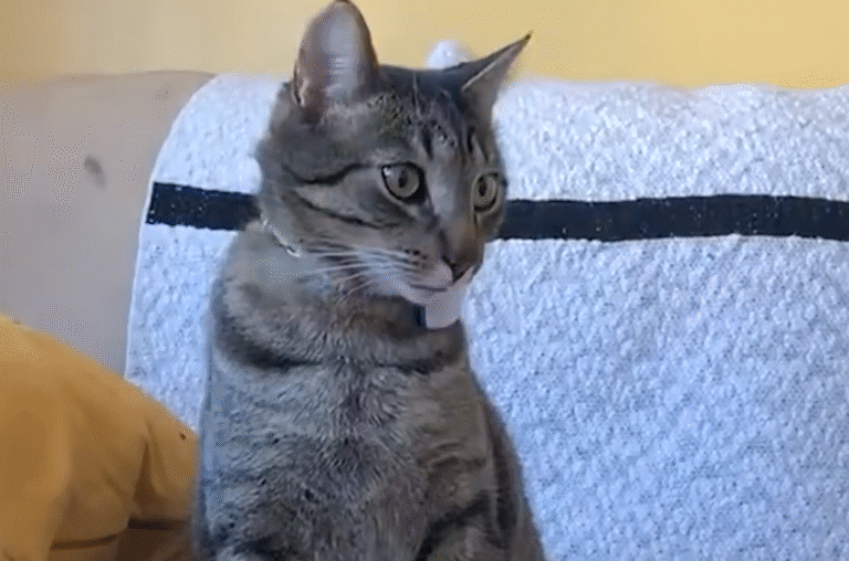 Bernie the Cat's Secret Escapades Revealed: GPS Tracker Exposes His Double Life