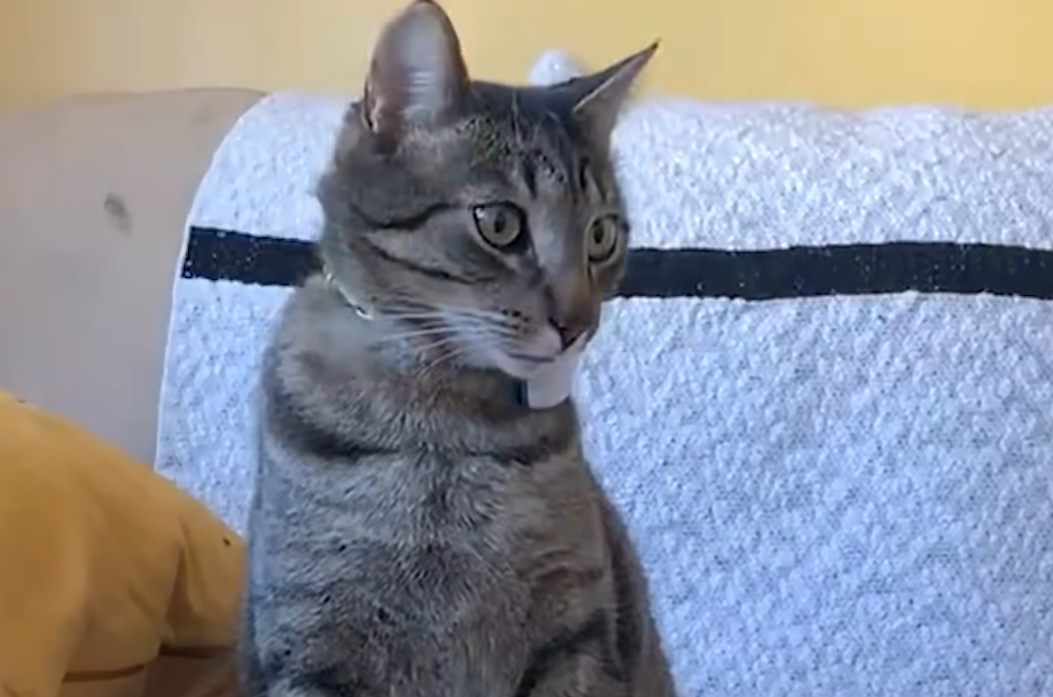 Bernie the Cat's Secret Escapades Revealed: GPS Tracker Exposes His Double Life