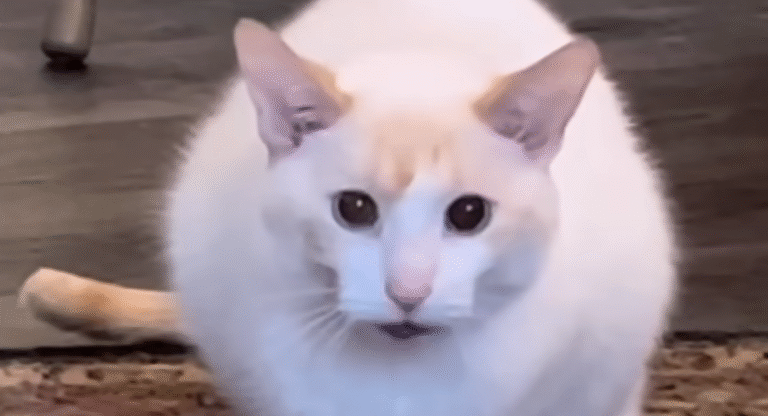 Shy Shelter Cat Hated Everyone Until One Woman Gave Her a Chance