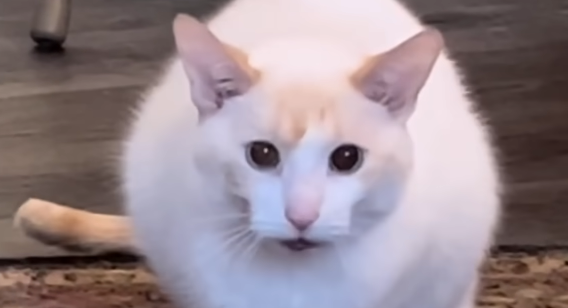 Shy Shelter Cat Hated Everyone Until One Woman Gave Her a Chance