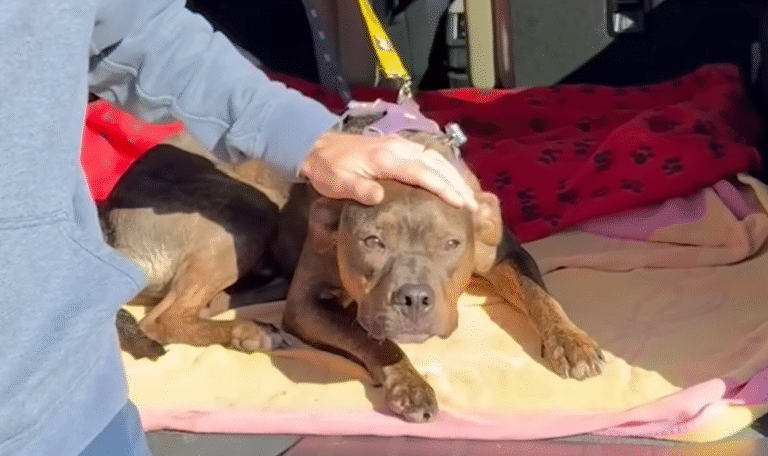 Abused Pit Bull Maverick Melts Hearts with Epic Belly-Up Cuddle Surprise