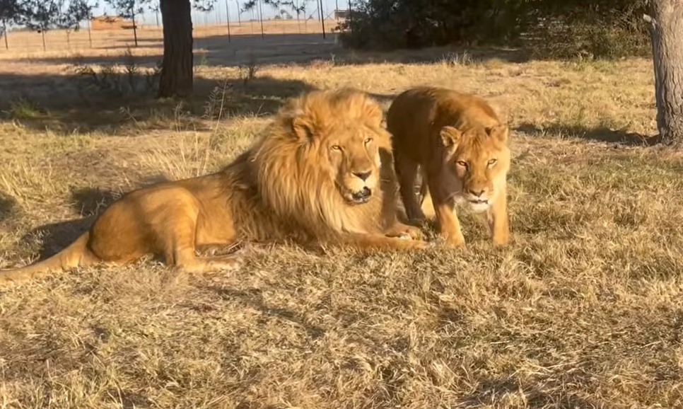 Love Kept Them Strong—Circus Lions Tarzan and Tanya Find True Freedom Together