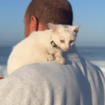 Mystery Cat Upends Man's Dog Adoption Dreams in Viral Serendipity