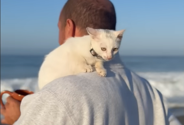 Mystery Cat Upends Man's Dog Adoption Dreams in Viral Serendipity