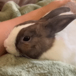 Rescue Bunny Bonnie Surprises Owner With Dog-Like Personality