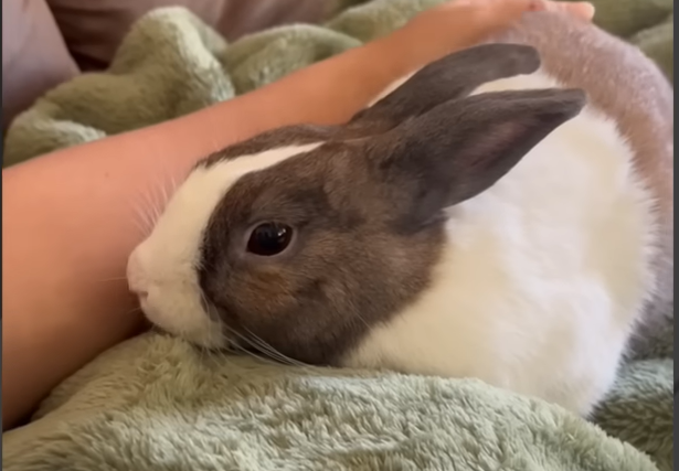 Rescue Bunny Bonnie Surprises Owner With Dog-Like Personality