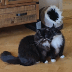 From Colony Life to a Permanent Home