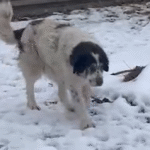 Abandoned Mama Dog's Brave Act Leads Rescuer Straight to Her Hidden Puppies