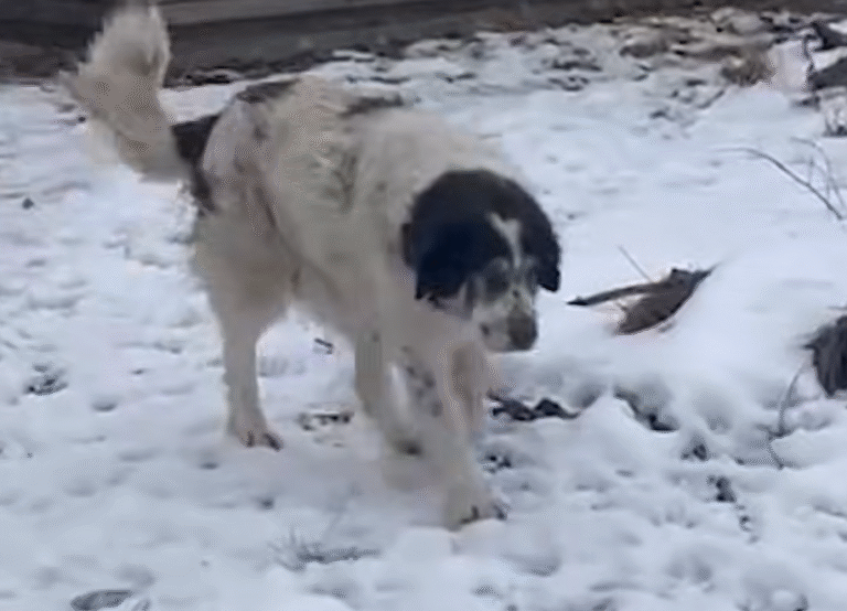 Abandoned Mama Dog's Brave Act Leads Rescuer Straight to Her Hidden Puppies