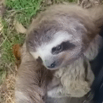 Mother Sloth and Baby Rescued from Deadly Traffic in Costa Rica's Urban Jungle