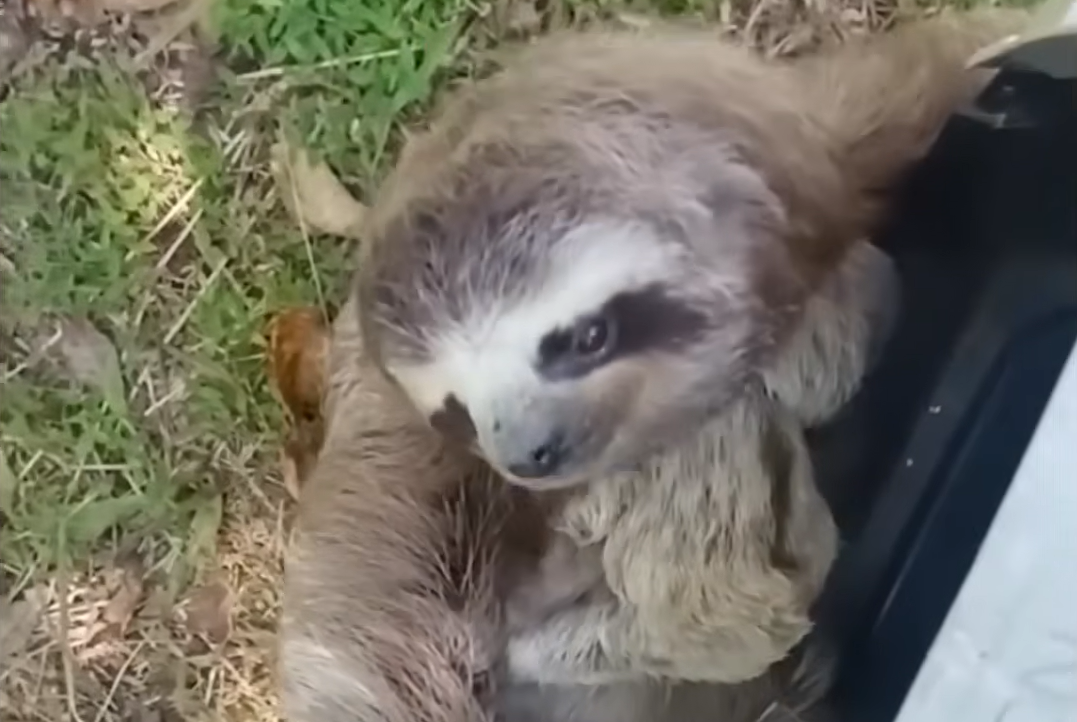 Mother Sloth and Baby Rescued from Deadly Traffic in Costa Rica's Urban Jungle