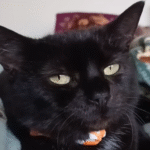 Heartbroken Mother Cat Finds Solace in Realization She's Safe Forever