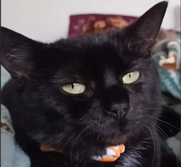 Heartbroken Mother Cat Finds Solace in Realization She's Safe Forever