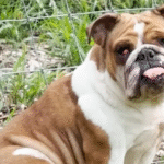 Mystery English Bulldog Captivates Woman with Doorstep Appearance, Sparks Viral Rescue