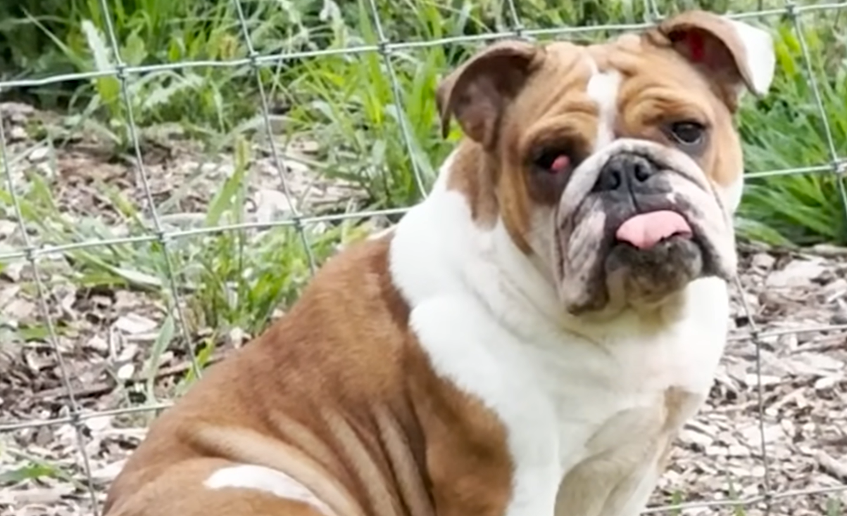Mystery English Bulldog Captivates Woman with Doorstep Appearance, Sparks Viral Rescue
