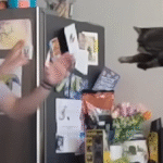 Rescue Cat Trunks Wows Adopters and Internet with Gravity-Defying Jumps
