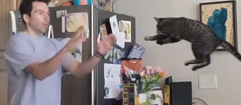 Rescue Cat Trunks Wows Adopters and Internet with Gravity-Defying Jumps