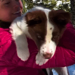 Stanley the Border Collie Who Lives for Ski Days with Mom Shelby