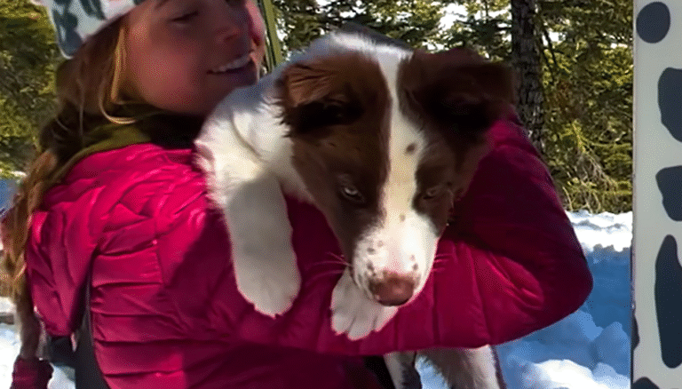 Stanley the Border Collie Who Lives for Ski Days with Mom Shelby