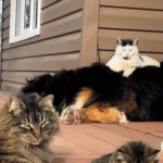 Farm Cat's Regal Recline: Turning Bernese Dog into Luxe Lounger Goes Viral