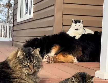 Farm Cat's Regal Recline: Turning Bernese Dog into Luxe Lounger Goes Viral