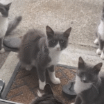 One Stray Cat Rescue Snowballs into a 20-Feline Family for Devoted Guardian