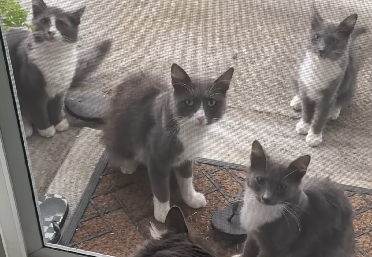 One Stray Cat Rescue Snowballs into a 20-Feline Family for Devoted Guardian