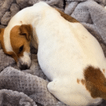 Woman Rescues Distressed Dog from Pound—Discovers She's Pregnant with 7 Puppies Due Any Moment