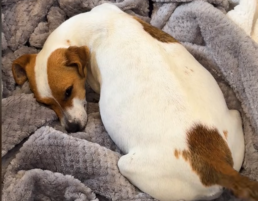 Woman Rescues Distressed Dog from Pound—Discovers She's Pregnant with 7 Puppies Due Any Moment