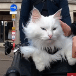 This Adventure Cat Sigrid Hisses at Every Dog in Sight