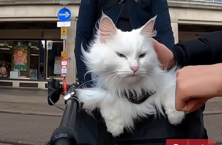 This Adventure Cat Sigrid Hisses at Every Dog in Sight