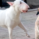 Dog Brother nino Eagerly Wakes Goose Sister Every Morning
