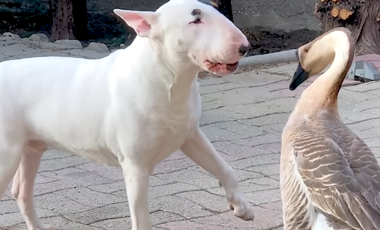 Dog Brother nino Eagerly Wakes Goose Sister Every Morning