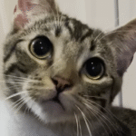 This Cat Is Living the Life We All Secretly Want