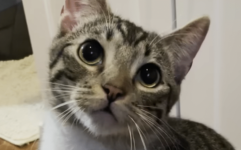 This Cat Is Living the Life We All Secretly Want