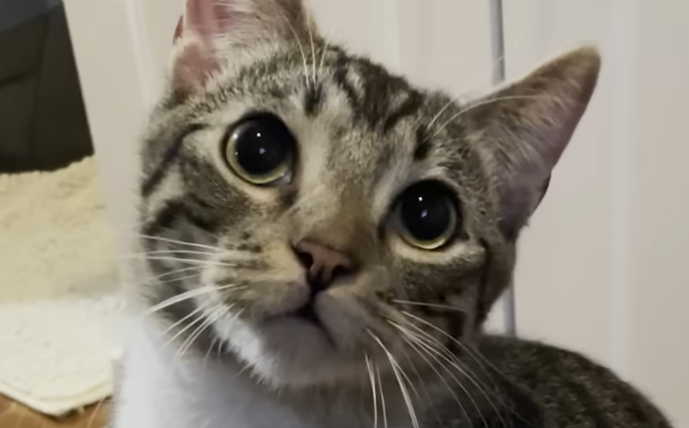 This Cat Is Living the Life We All Secretly Want