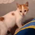 Woman Investigates Soft Cries From Dumpster, Discovers Terrified Kitten